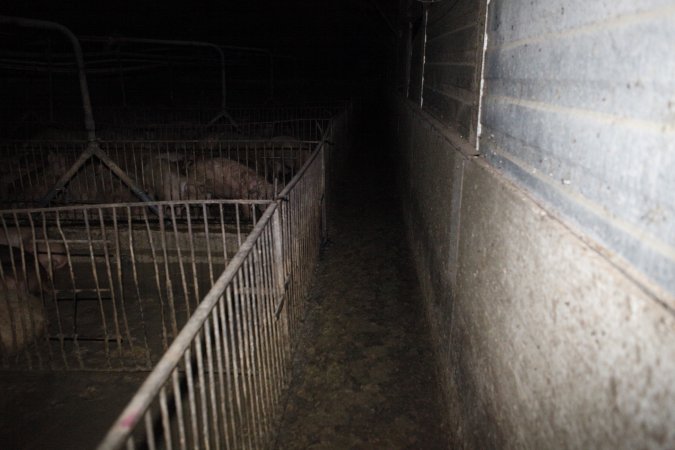 Grower/finisher pigs at Narrogin Piggery WA