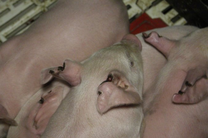 Farrowing crates at Dublin Piggery SA