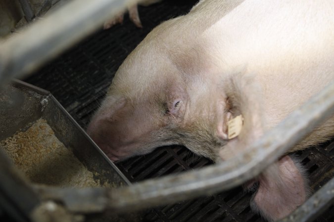 Farrowing crates at Mindarra Piggery WA