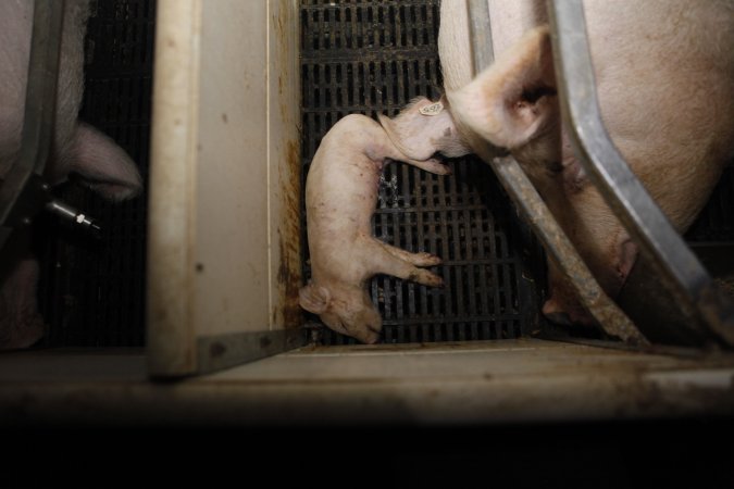 Farrowing crates at Mindarra Piggery WA