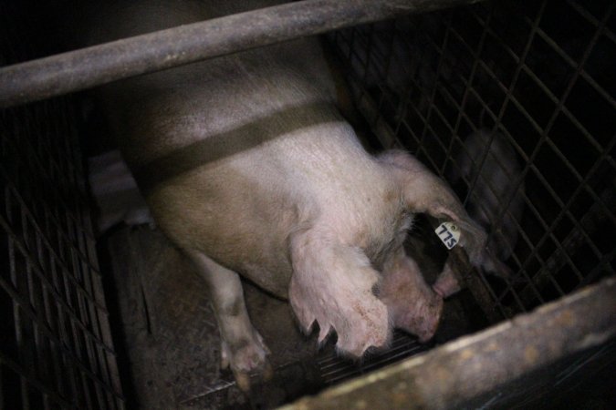 Farrowing crates at Willawa Piggery NSW