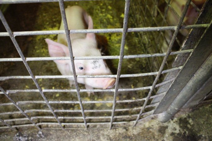 Farrowing crates at St Arnaud Piggery VIC