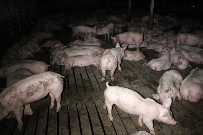 Grower/finisher pigs Light Piggery SA