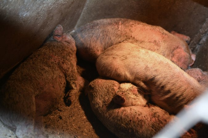 Piglets with mange