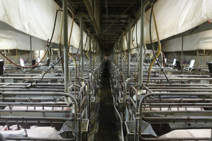 Looking down aisle of farrowing shed