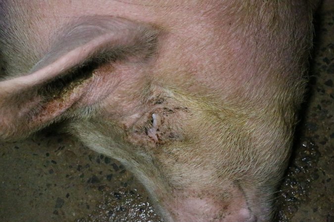 Farrowing crates at Wellington Piggery SA