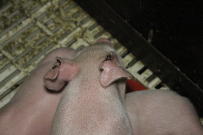 Farrowing crates at Dublin Piggery SA