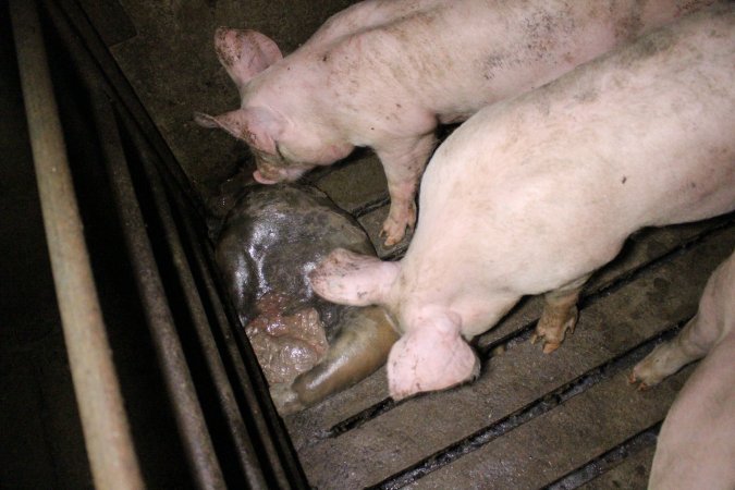 Rotting pig being eaten by other pigs