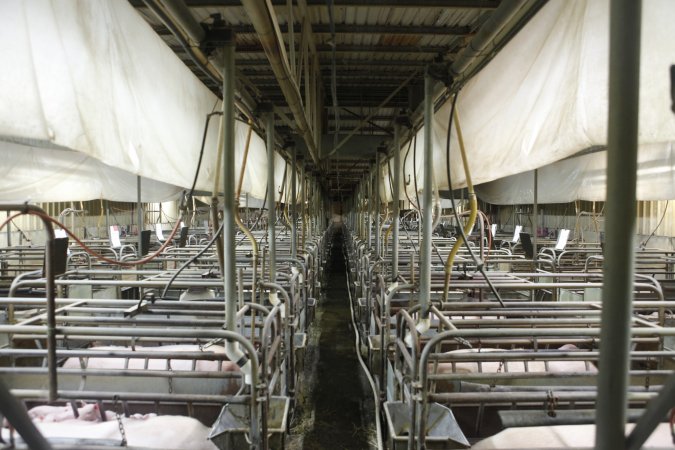 Looking down aisle of farrowing shed