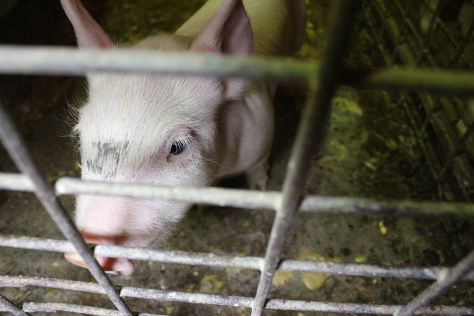 Farrowing crates at St Arnaud Piggery VIC