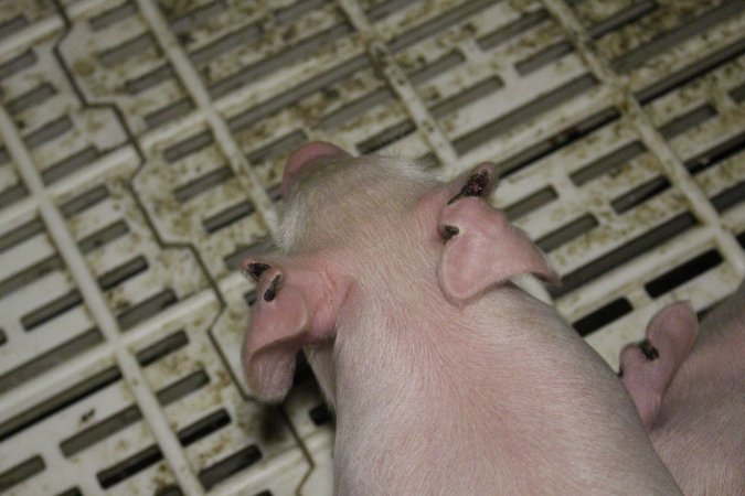 Farrowing crates at Dublin Piggery SA