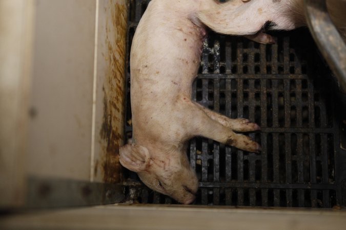 Farrowing crates at Mindarra Piggery WA