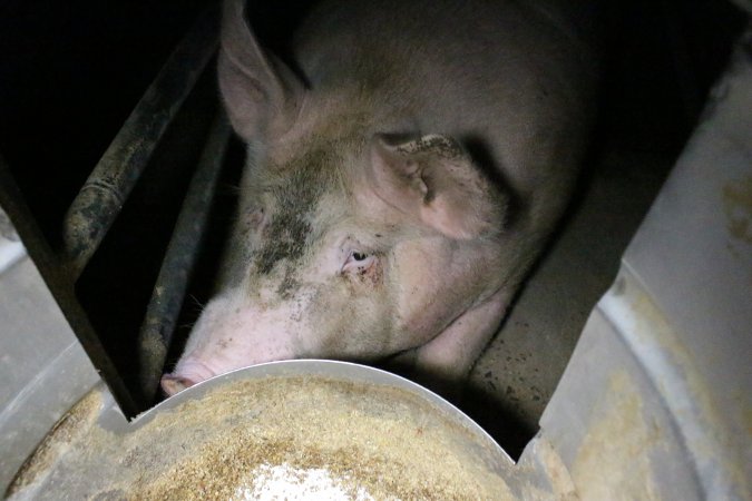 Farrowing crates at Wellington Piggery SA