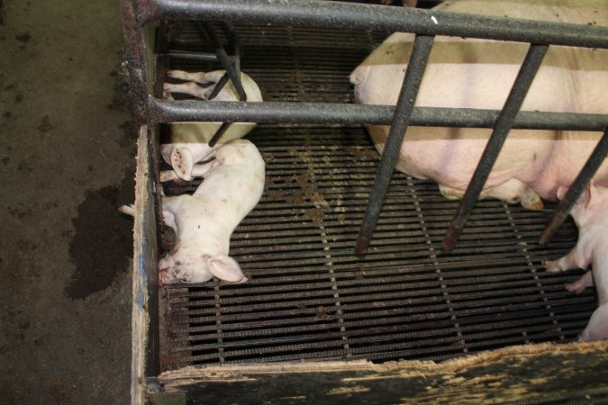 Farrowing crates at Bungowannah Piggery NSW