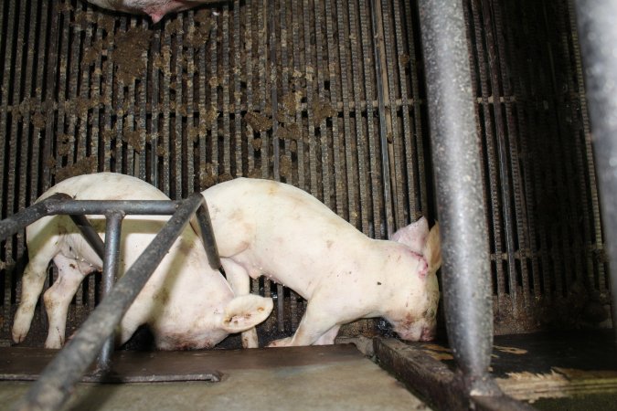 Farrowing crates at Bungowannah Piggery NSW