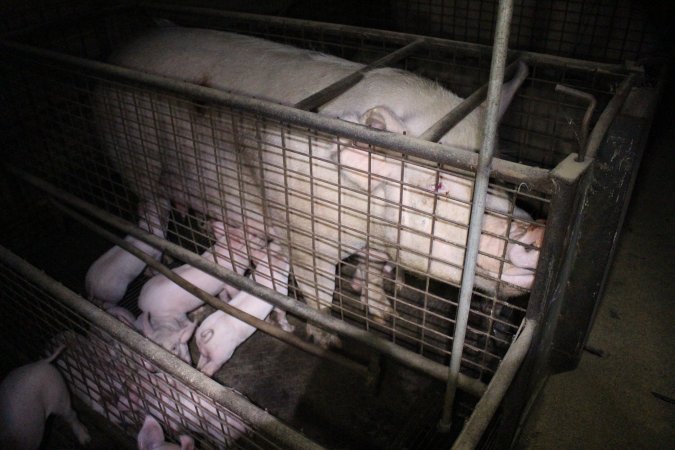 Farrowing crates at Willawa Piggery NSW
