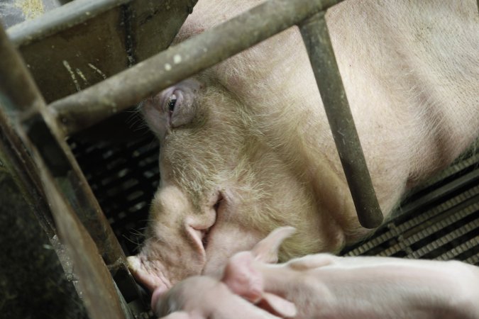 Farrowing crates at Nambeelup Piggery WA