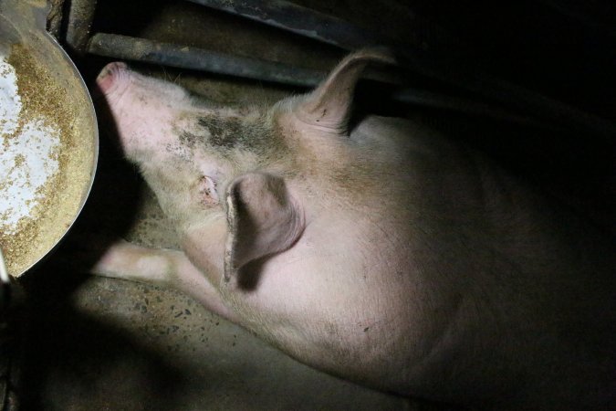 Farrowing crates at Wellington Piggery SA