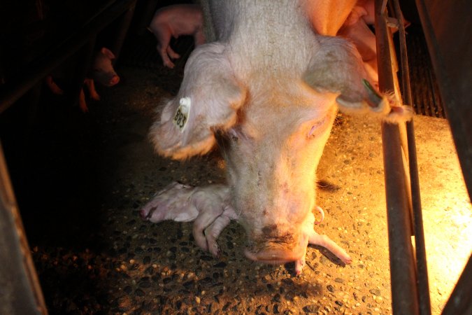 Farrowing crates at Culcairn Piggery NSW