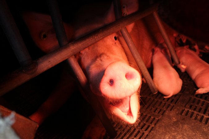 Farrowing crates at Wasleys Tailem Bend Piggery SA