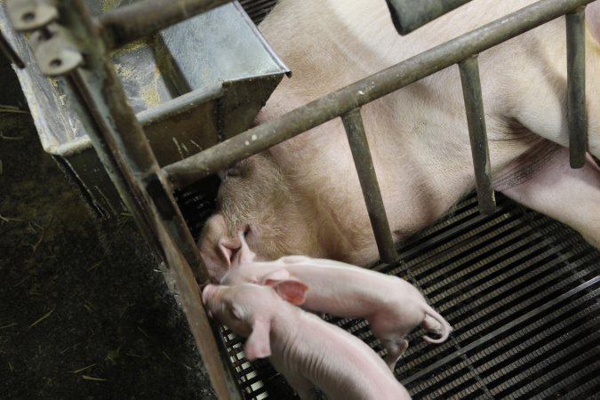 Farrowing crates at Nambeelup Piggery WA