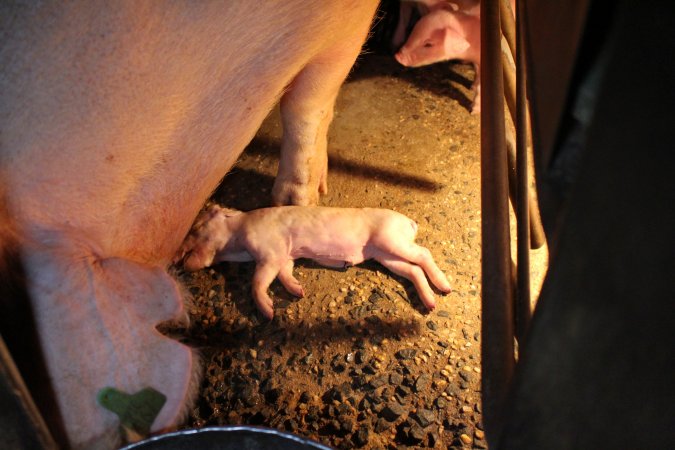 Farrowing crates at Culcairn Piggery NSW