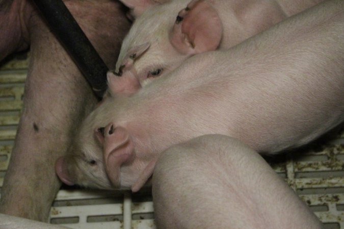 Farrowing crates at Dublin Piggery SA