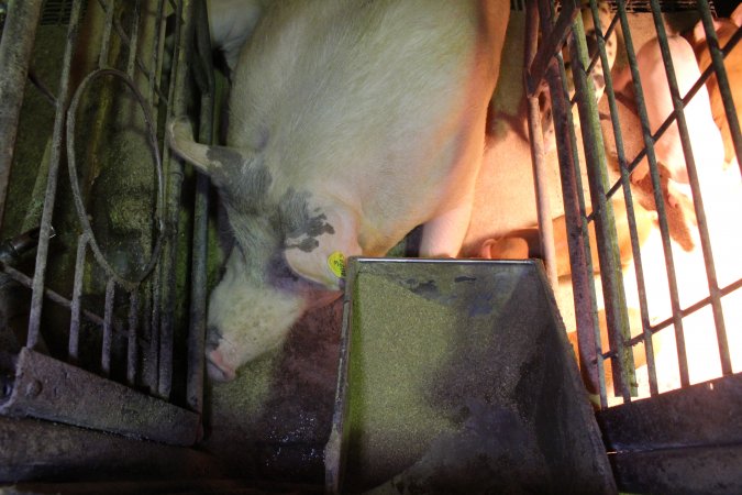 Farrowing crates at St Arnaud Piggery VIC