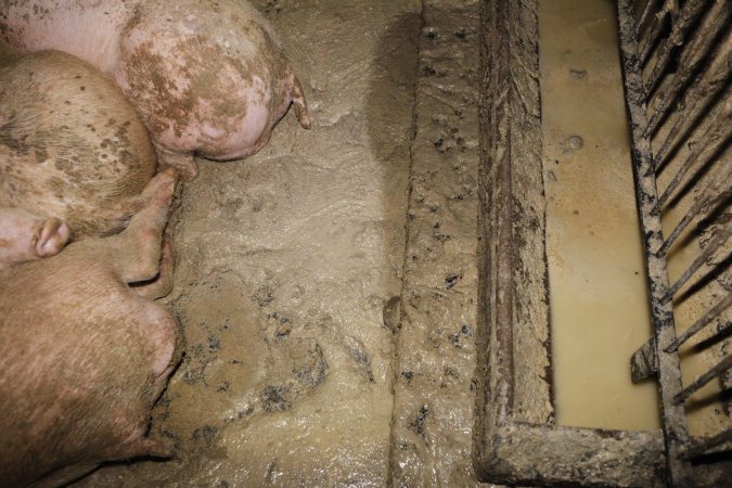 Grower/finisher pigs living in excrement