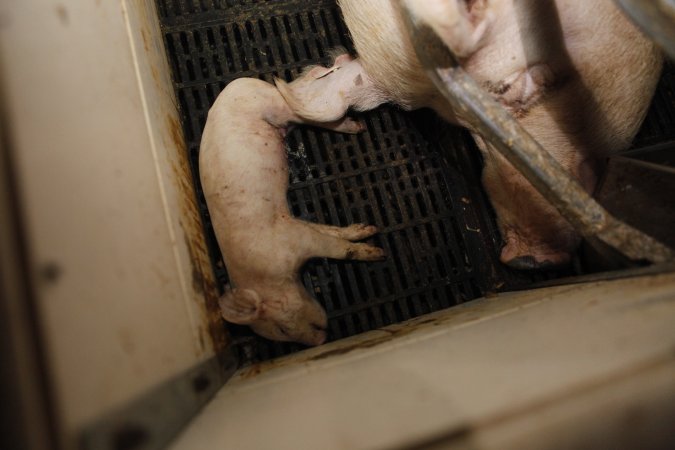 Farrowing crates at Mindarra Piggery WA