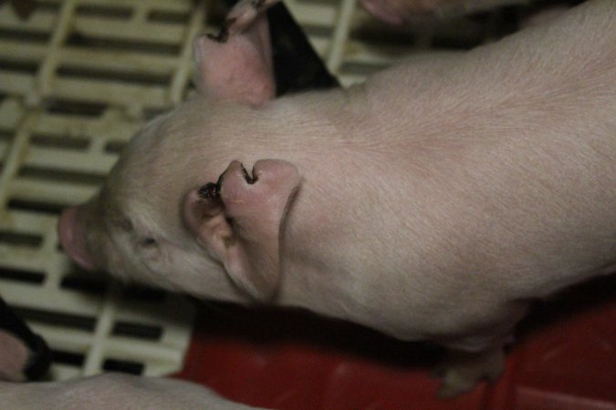 Farrowing crates at Dublin Piggery SA