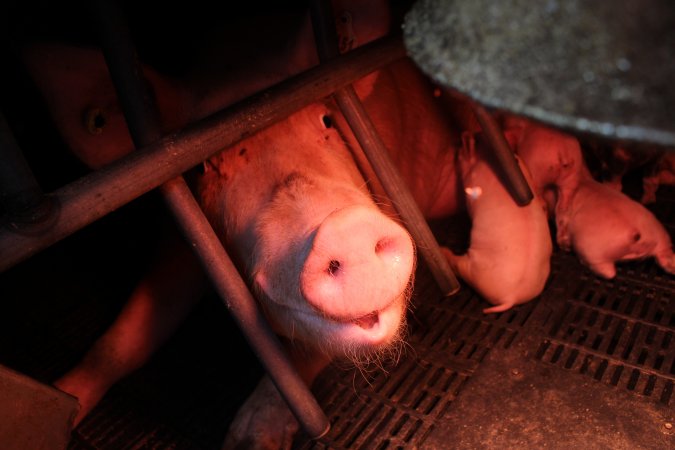 Farrowing crates at Wasleys Tailem Bend Piggery SA