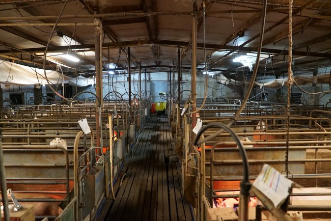 Looking down aisle of farrowing shed