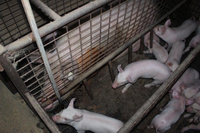 Farrowing crates at Willawa Piggery NSW