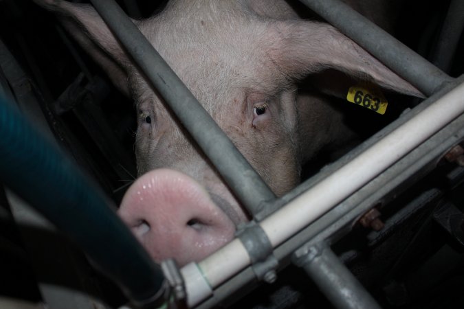 Farrowing crates at Selko Piggery NSW