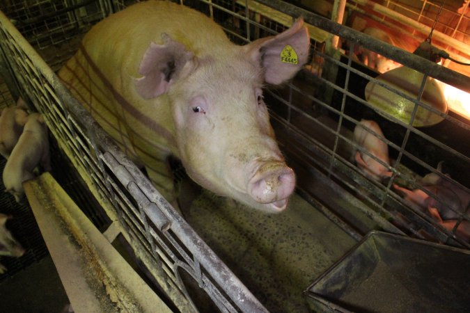 Farrowing crates at St Arnaud Piggery VIC