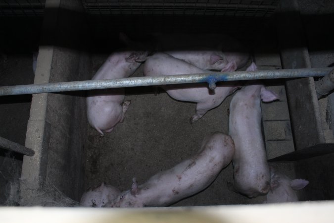 Grower pens underneath farrowing crates