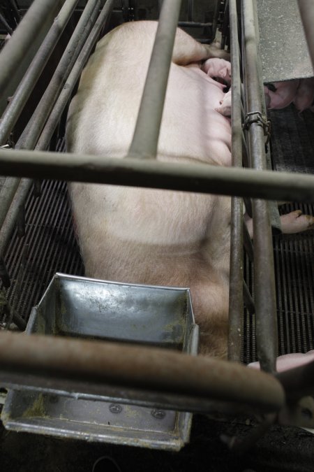 Farrowing crates at Nambeelup Piggery WA