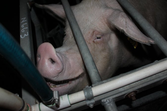 Farrowing crates at Selko Piggery NSW