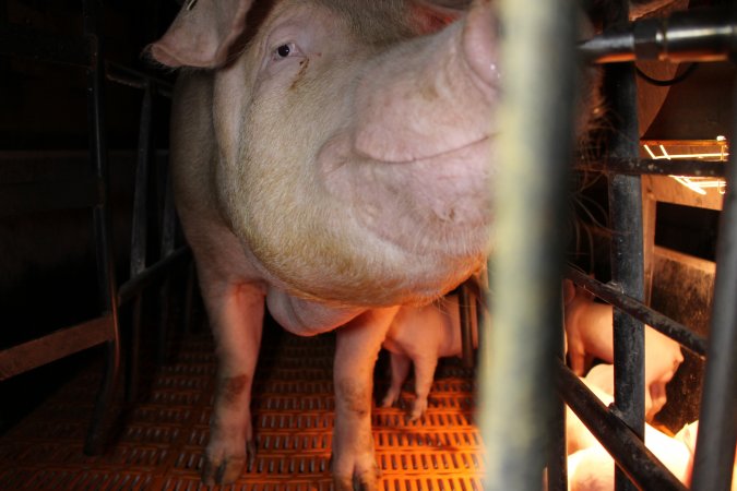 Farrowing crates at Huntly Piggery NSW