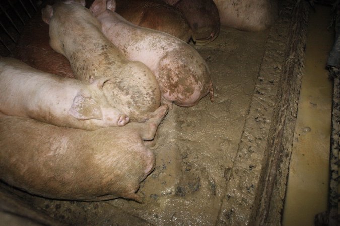 Grower/finisher pigs living in excrement