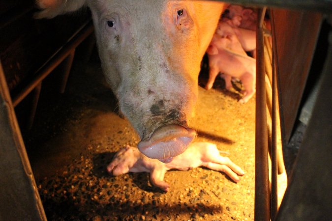 Mother with dead piglet