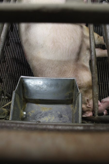 Farrowing crates at Nambeelup Piggery WA