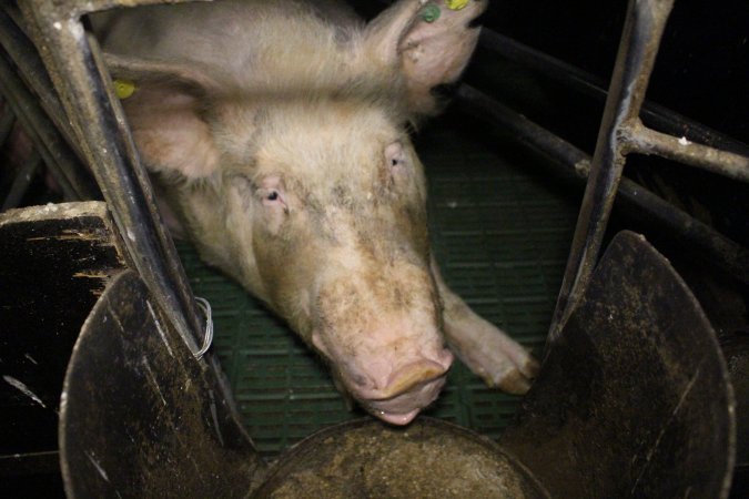 Farrowing crates at Dublin Piggery SA