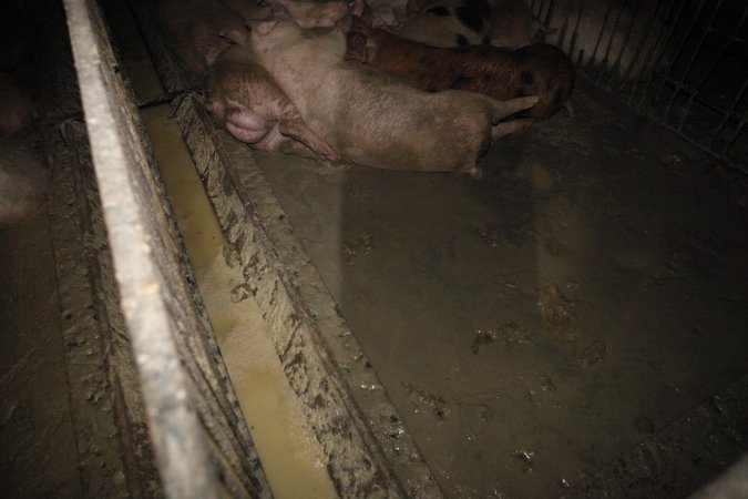 Grower/finisher pigs living in excrement