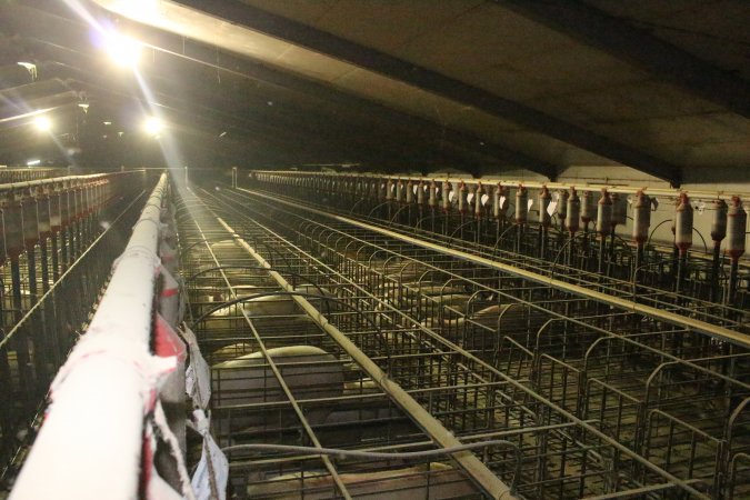 Wide view of huge sow stall shed