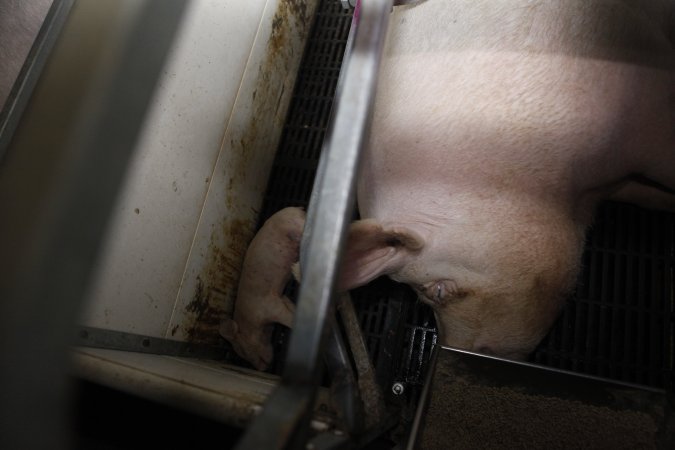 Farrowing crates at Mindarra Piggery WA