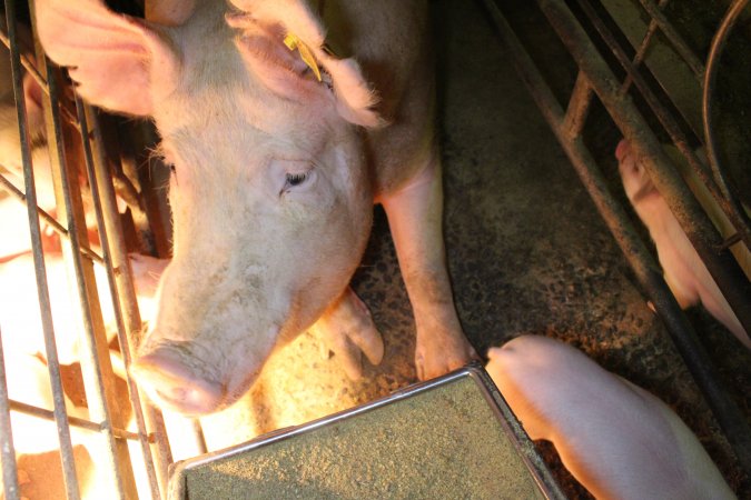 Farrowing crates at St Arnaud Piggery VIC