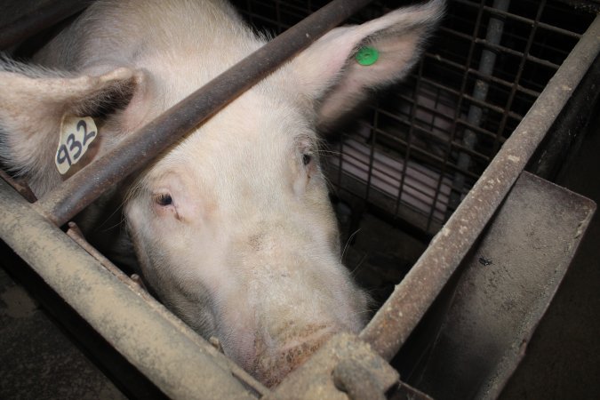 Farrowing crates at Willawa Piggery NSW