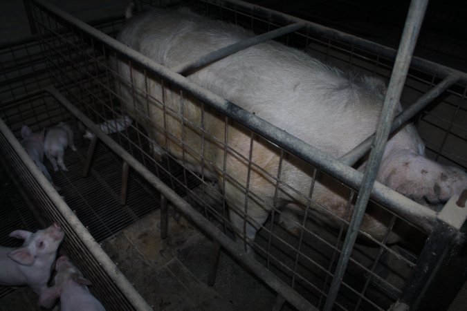 Farrowing crates at Willawa Piggery NSW